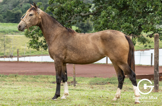 ASW JANGADA