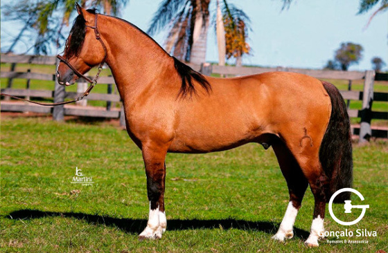 COTA 2,5% MARCONI LEOPARDO -TE