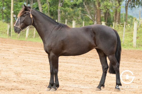OLIVA DA ITAIPÚ