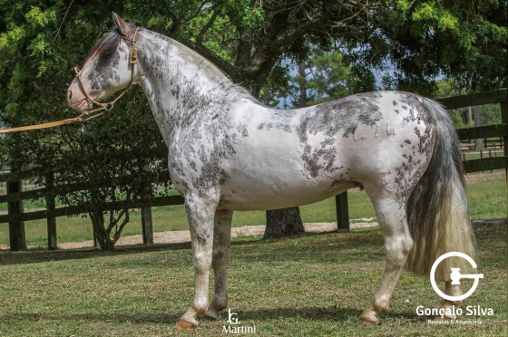 GUAMPA NUTRIERO