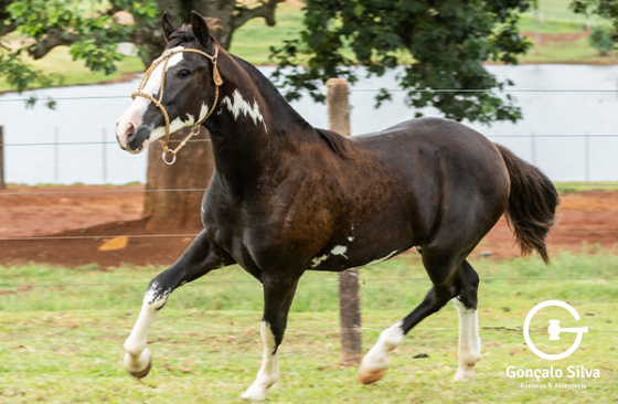 ASW JOGO DE TRUCO 