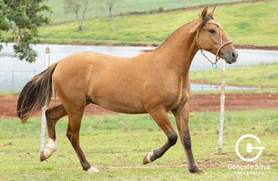ASW  JAMEL OURO