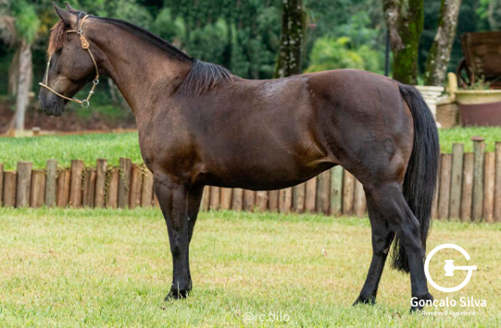OLIVA DA ITAIPÚ