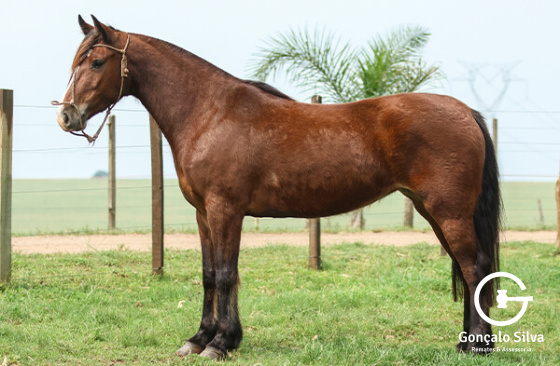 RZ BIANCA DA CARAPuÇA
