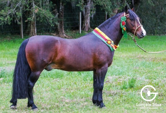 KING DO RIBEIRÃO BONITO