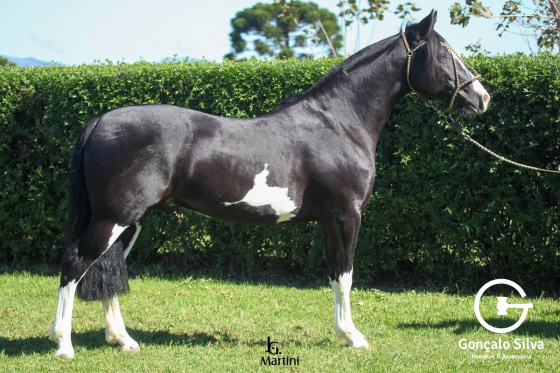 CABARÉ DO RINCÃO DOS PINHEIROS