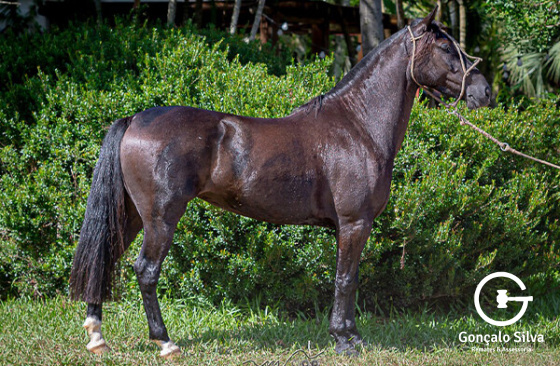 EL BARQUERO 98 VICTORIA
