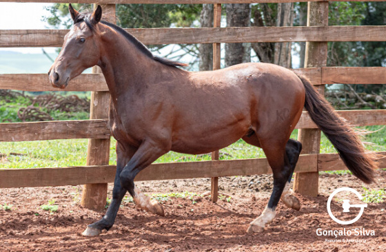 KG IMPERADOR DA LAGOA 