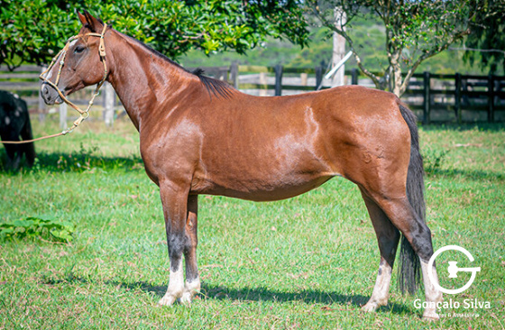 EL BARQUERO 52 KILKA