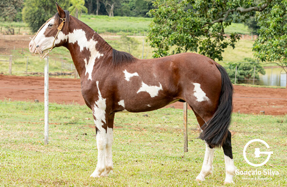 ASW IMPERADOR