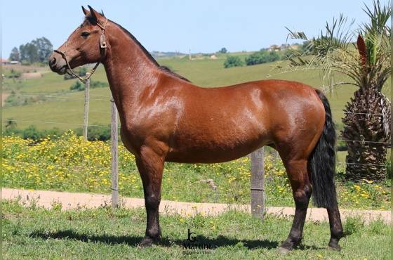 SÃO LEOPOLDO PECHINCHA
