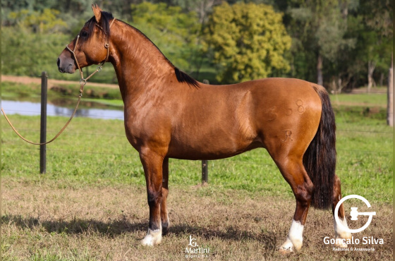 GOLIAS DE QUARACI