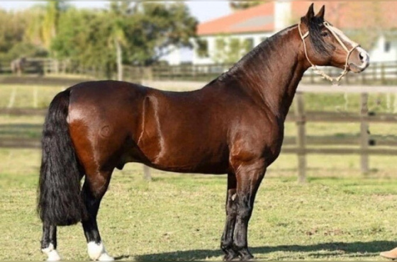 GALO DE SANTA EDWIGES