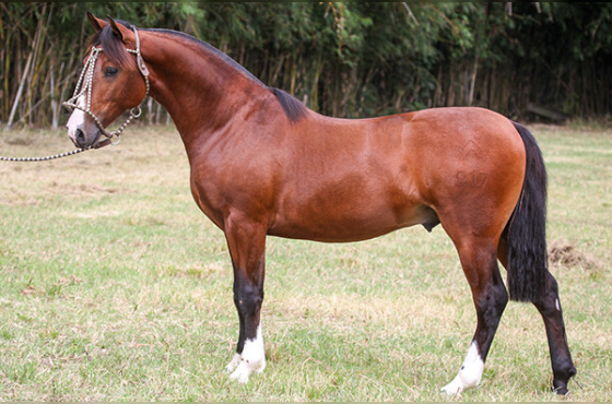 SAL GROSSO II DO MAKO