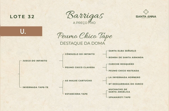 PEUMO CHICO TAPE