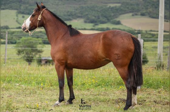 LOTERIA 3042 DE SANTO ANGELO 