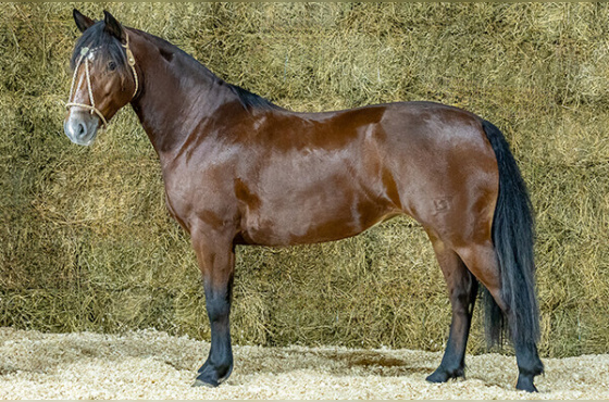 AVE MARIA DA RECONQUISTA