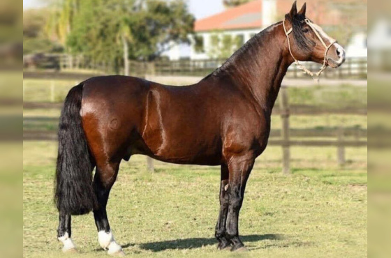 COTA 2,5% GALO DE SANTA EDWIGES 