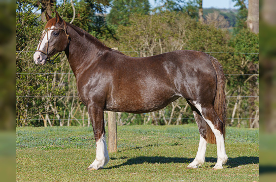 FUZARCA II DE SANTA ANGÉLICA