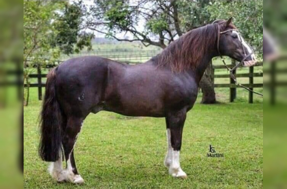 COBERTURA GANADERO DA HARMONIA