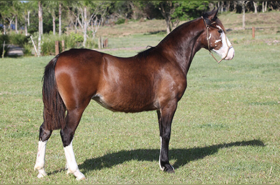 RODIGHERI ESTRELA 