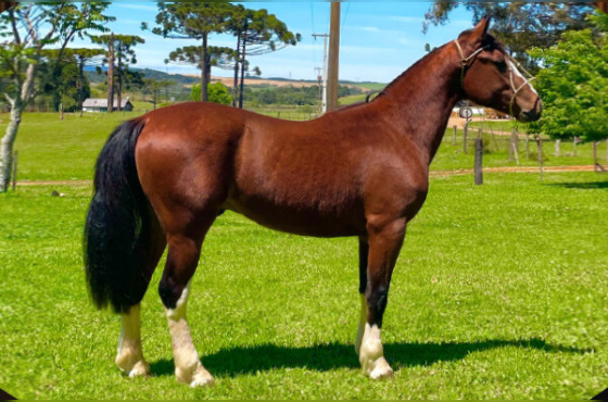  XINGU DA SÃO JOÃO DO BURITY
