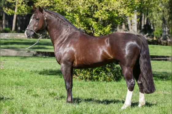 DIREITO DE USO 5 COBERTURAS LUGANO TAPE - TE