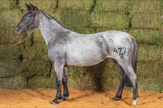 ÍNDIA MOURA 472 DA MACENA