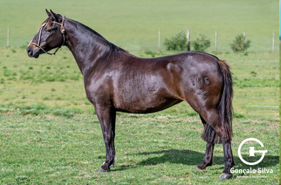 GATA NEGRA DA MATARAZZO