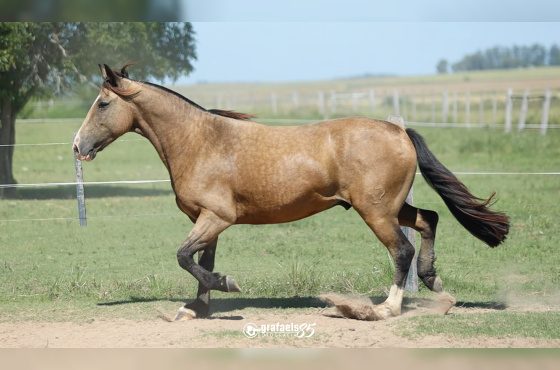 OUTONO DE SANTO ANICETO