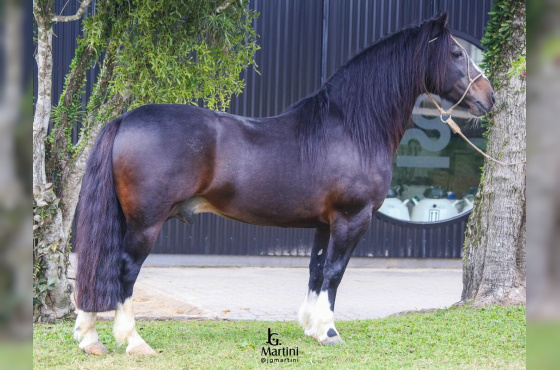 EXCELENTISSIMO DO CAÇADOR 