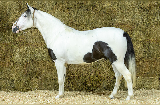 CORONEL DA BOTUVERÁ SR