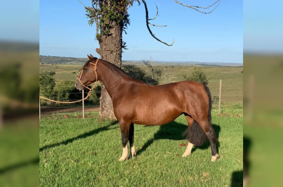 Filha Napoleão de Sao Pedro 3x1