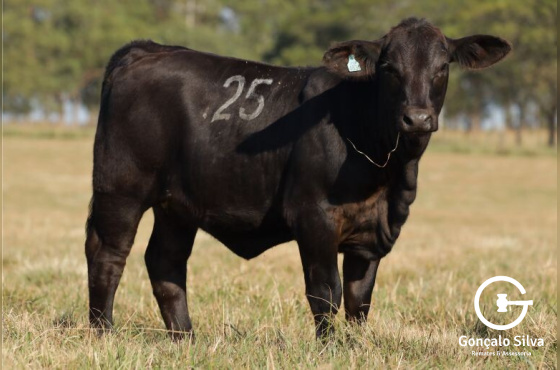 VACAS PRENHES COM CRIA AO PÉ - LOTE
