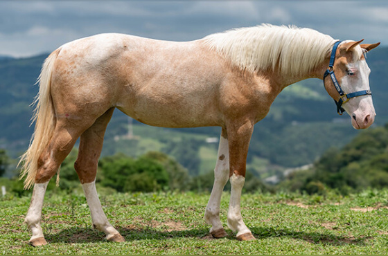 DAUGHTER OF THE MOON 