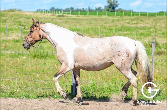 DOIS MUNDOS LINDA PAMPA