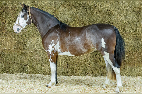 QUE LINDA II 724 DO ARREGUI