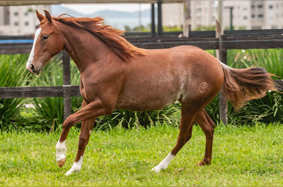 ANITA PEPY WHIZ CTMC