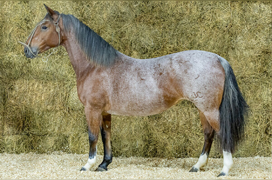 FRONTEIRA DE SANTA ANGÉLICA