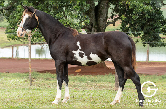ASW JOIA NEGRA