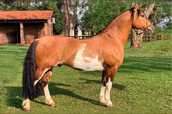 LAMPIÃO DO MACANUDO 