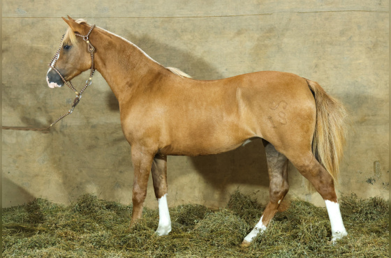 MONTE PAMPERO MALICIA