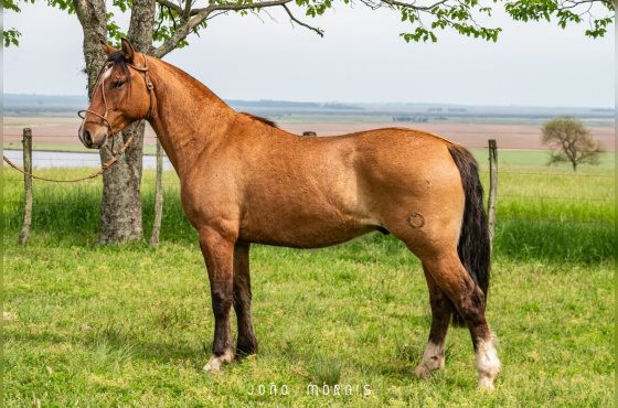 SANTA ALICE BALUARTE