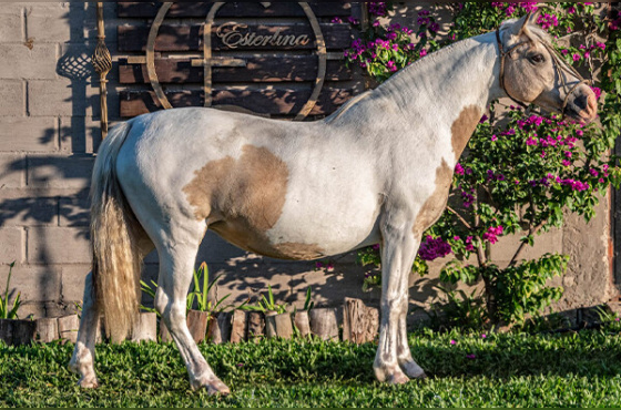 EL ENTREVERO PASSION 292