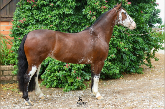 NIAZZI SOLANA - Venda Vertical (Barriga)