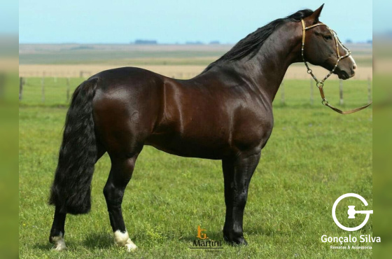 GALO DE SANTA EDWIGES