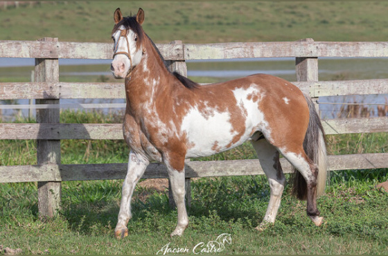 DIREITO DE USO 5 COBERTURAS OVEIRO CHARRUA