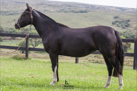 NIAZZI QUADRA DE CAMPO