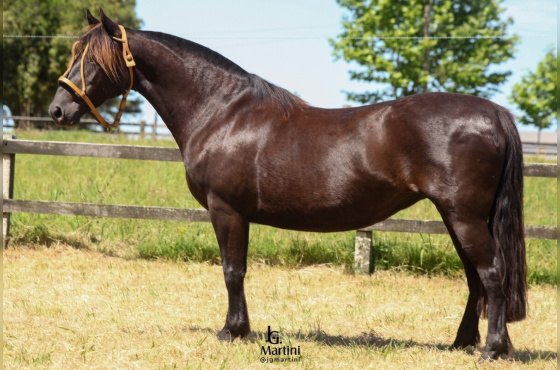 LAS CALLANAS IDOLATRIA