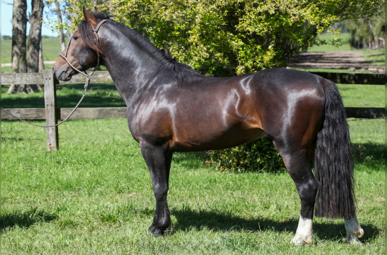 ULTIMATO DO VEIO D'AGUA 